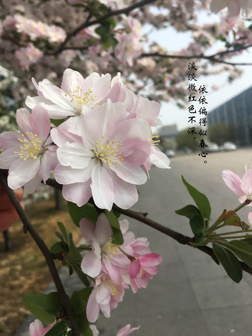 XinLan Group