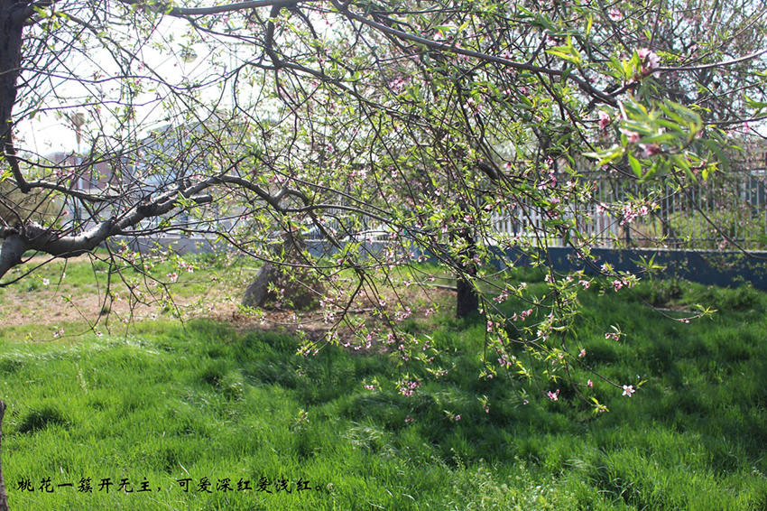 XinLan April beauty