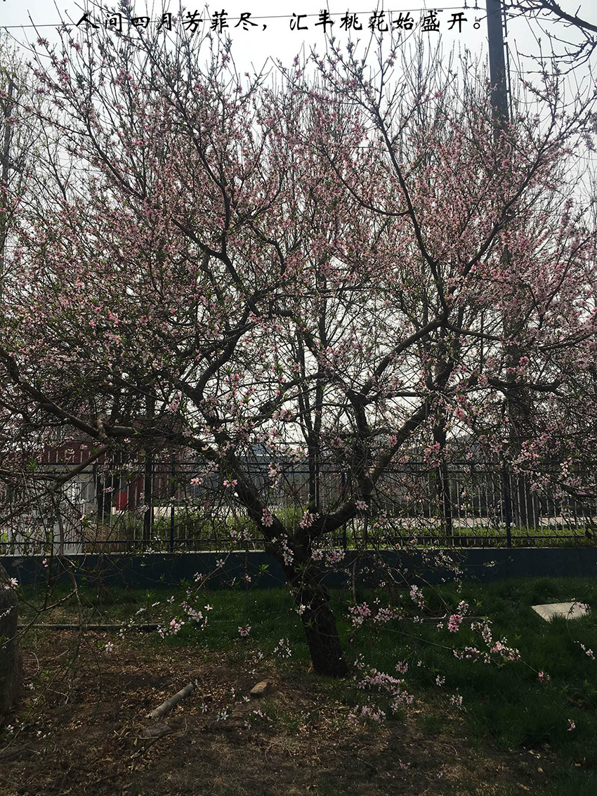 XinLan April beauty