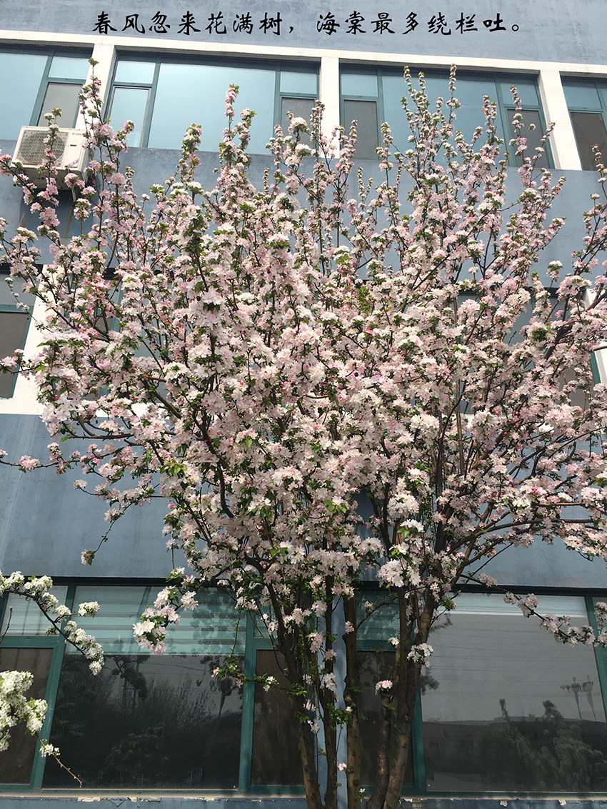 XinLan April beauty