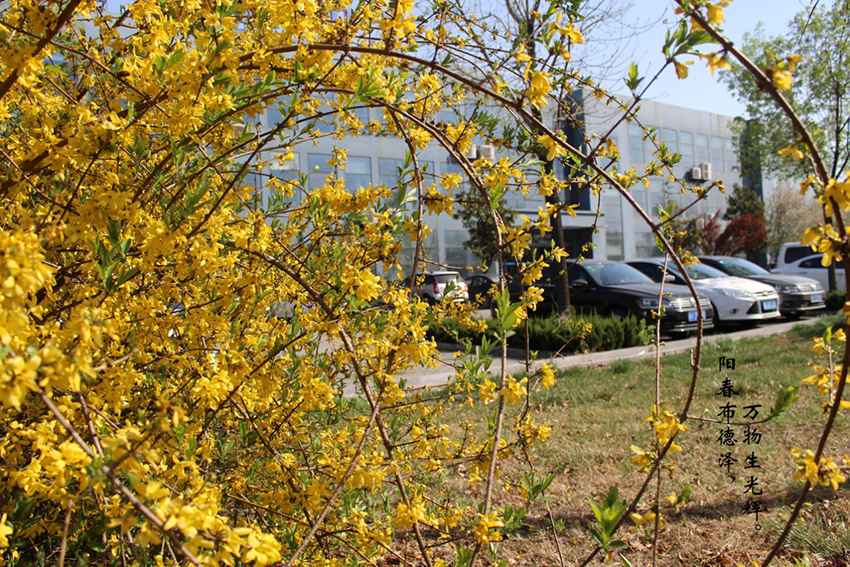 XinLan April beauty