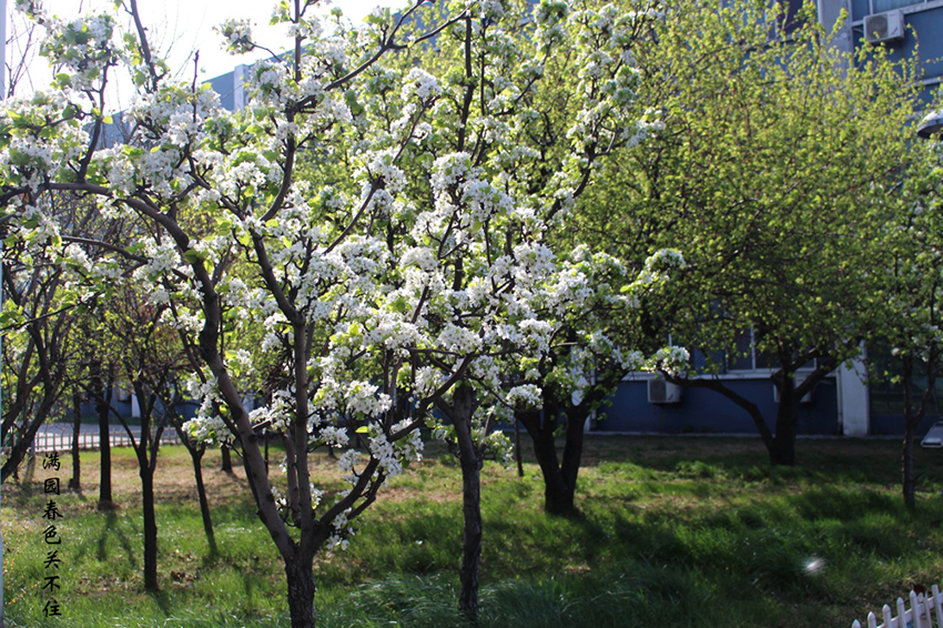 XinLan April beauty